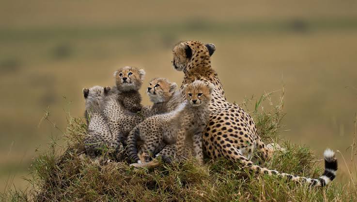 Nature Without Borders: Alexforbes Partners with WildEarth to Broaden Access to South Africa’s Wildlife