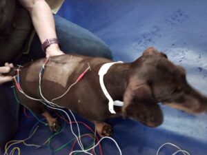 Protect Your Wallet and Your Pet With Insurance That Guards Against the Unthinkable
